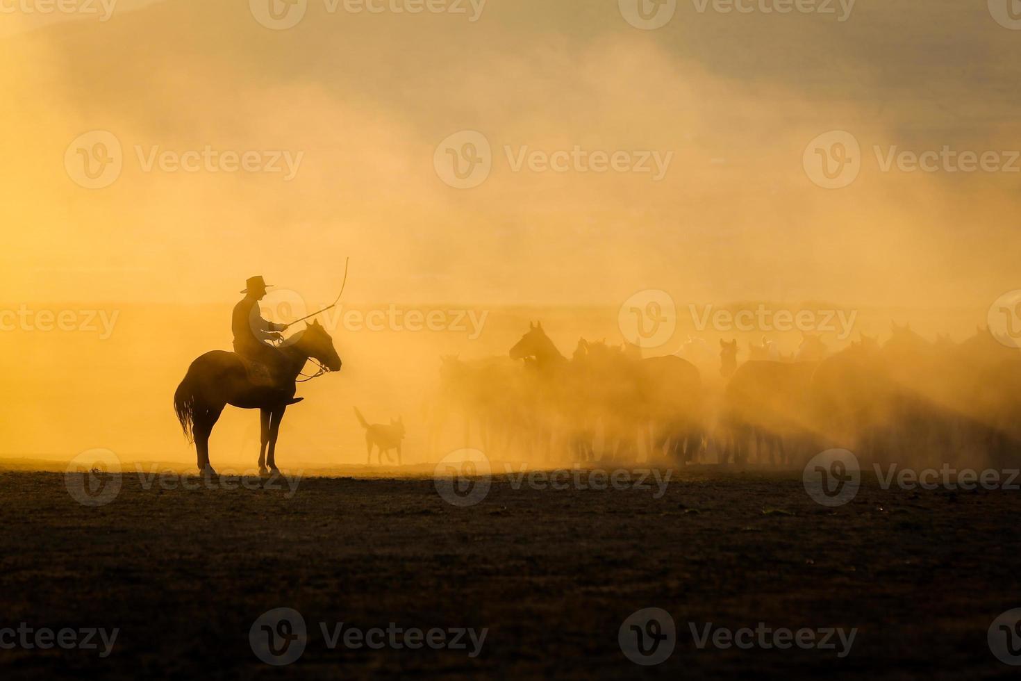 cavalli yilki che corrono nel campo, kayseri, turchia foto