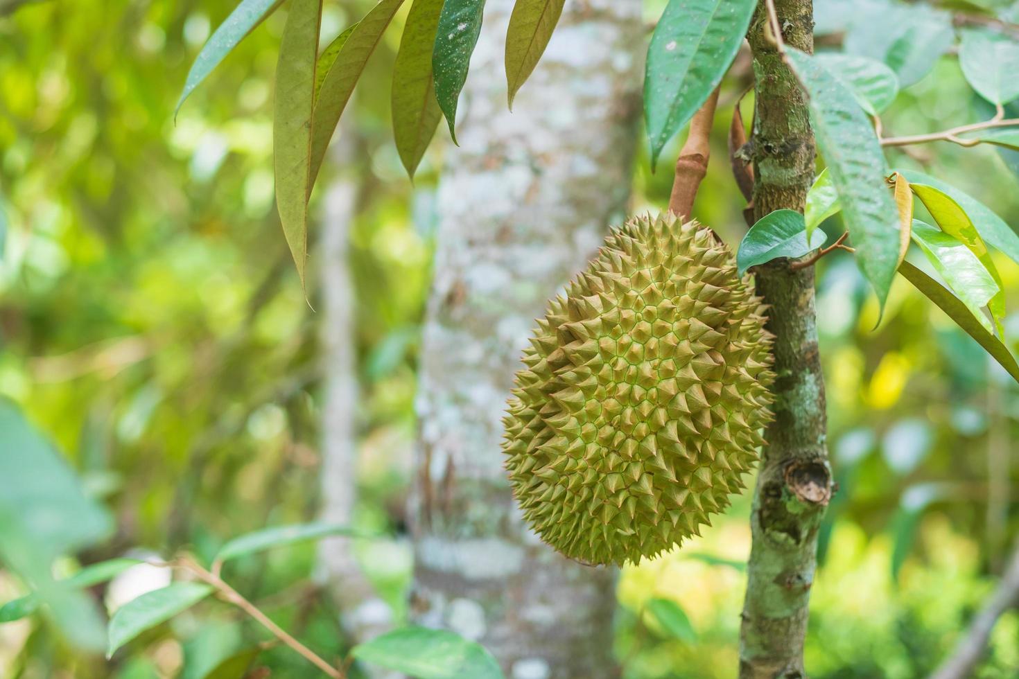 durian fresco appeso all'albero sullo sfondo del giardino, re della frutta thailandia. famoso cibo del sud-est e concetto di frutta tropicale esotica asiatica foto