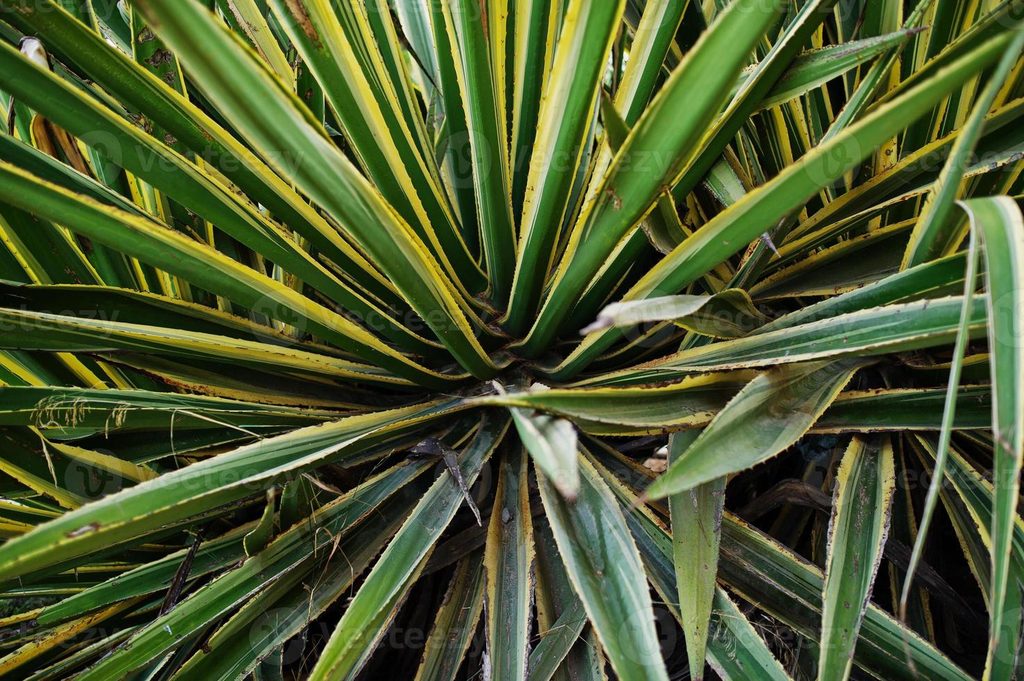 foto ravvicinata di agave verde e gialla appuntita.