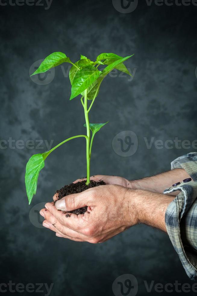 mani che tengono una pianta in crescita foto