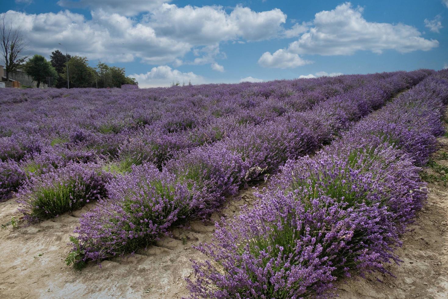 i campi viola intenso della lavanda provenzale in sale langhe, nelle langhe piemontesi foto