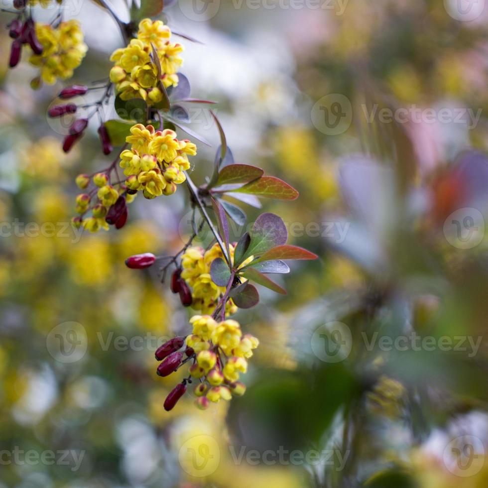 soft focus di bellissimi fiori primaverili berberis thunbergii atropurpurea blossom. macro di piccoli fiori gialli di crespino su sfondo di elegante fogliame viola bokeh. concetto di natura per il design. foto