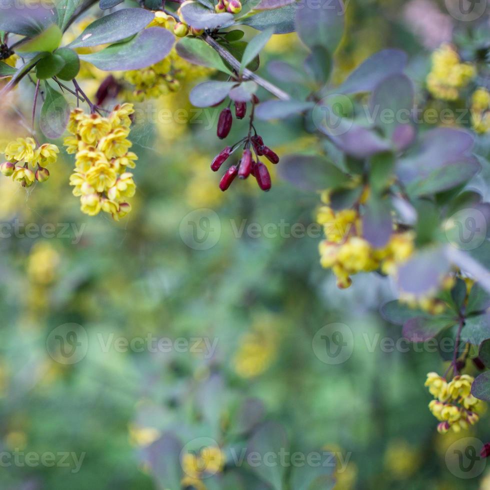 soft focus di bellissimi fiori primaverili berberis thunbergii atropurpurea blossom. macro di piccoli fiori gialli di crespino su sfondo di elegante fogliame viola bokeh. concetto di natura per il design. foto