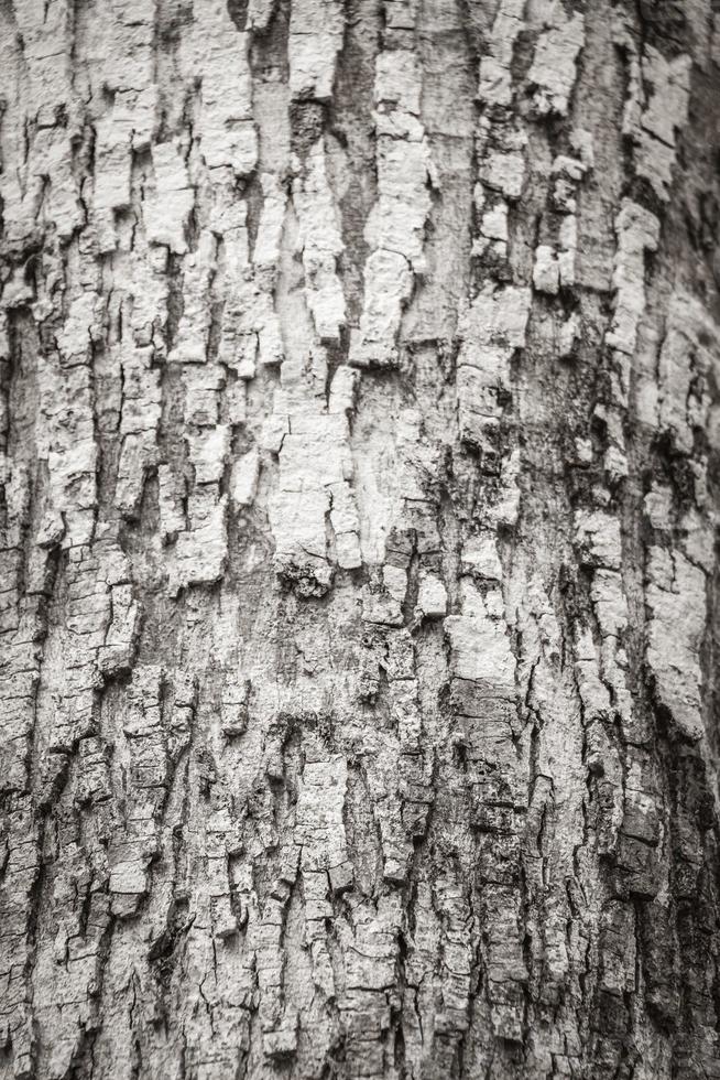 struttura della corteccia di albero tropicale nella giungla naturale del Messico. foto