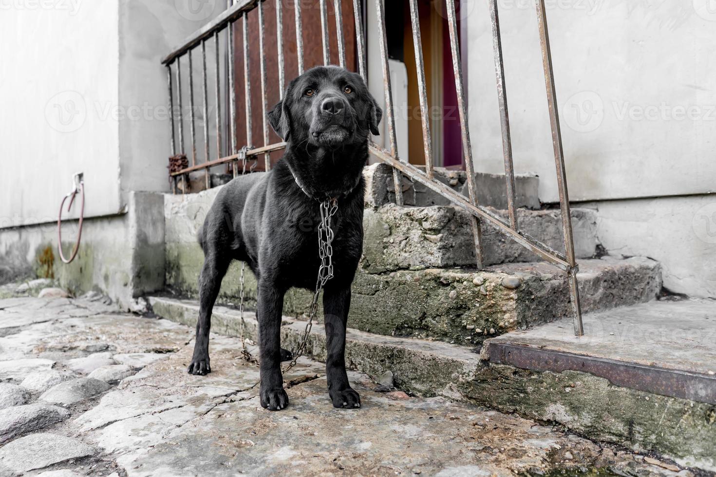 cane nero su una catena vicino al portico di casa foto