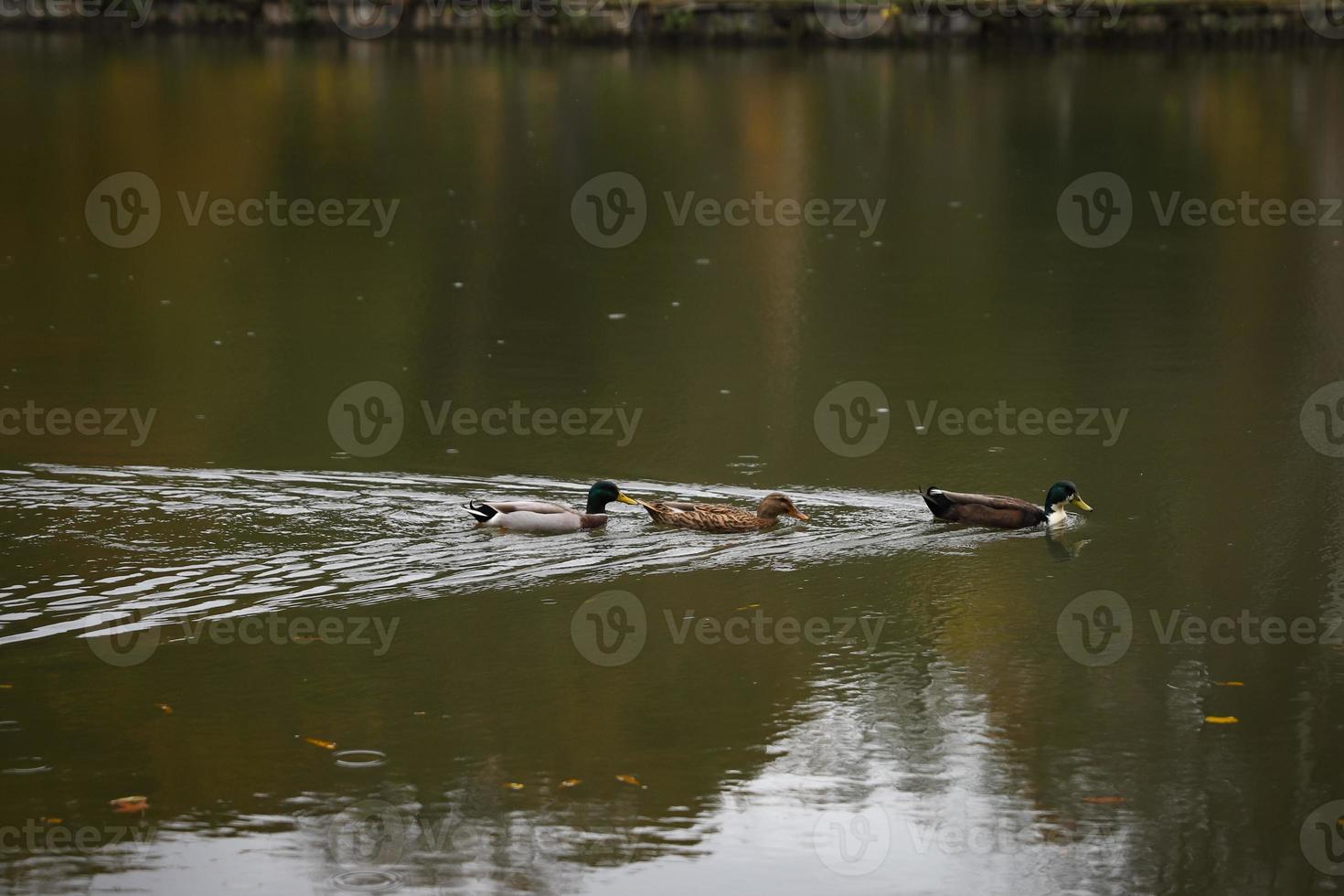 anatre che nuotano nel lago durante l'autunno foto