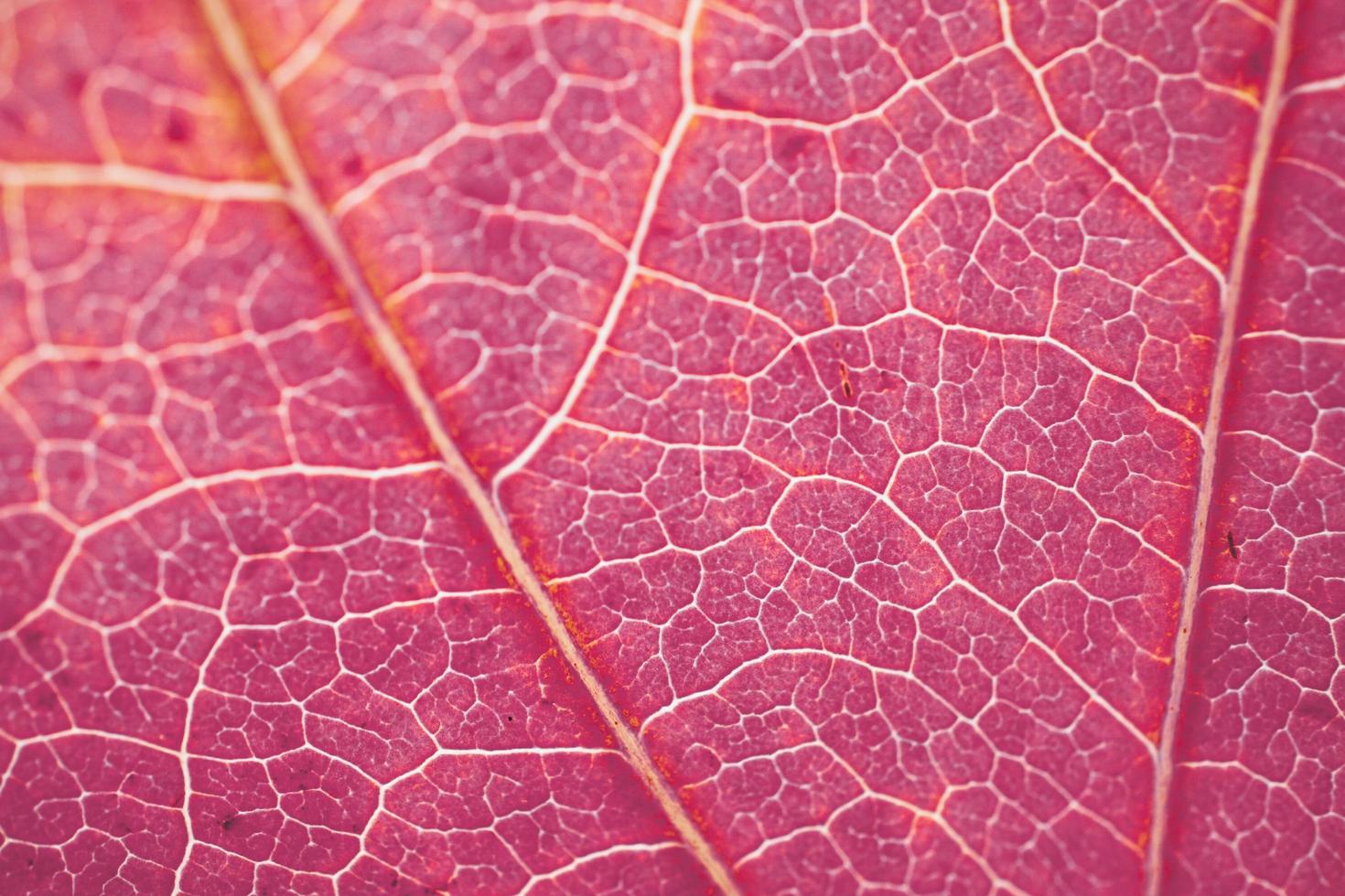 vene rosse delle foglie dell'albero, colori autunnali su sfondo rosso foto