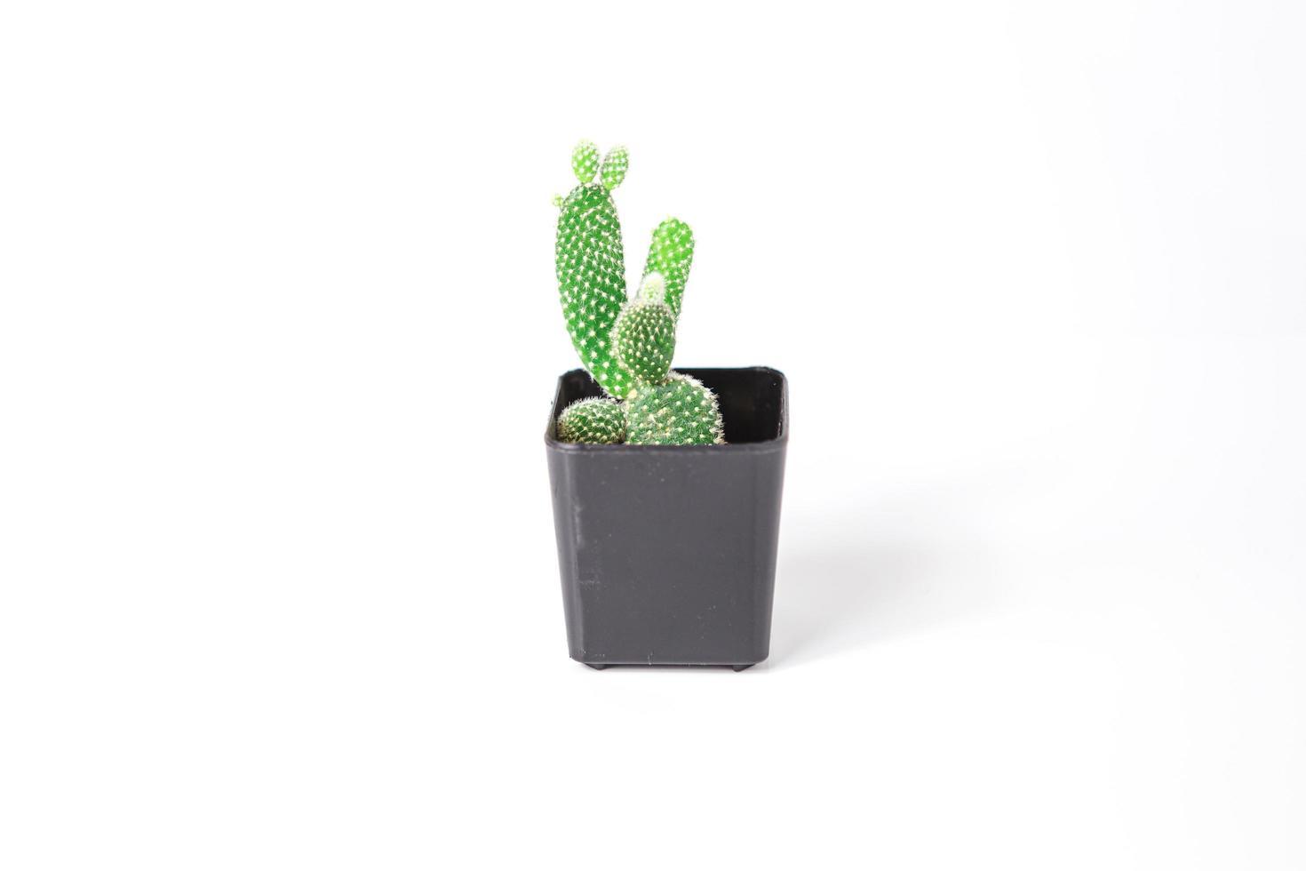 cactus in vaso di ceramica colorata. isolato su sfondo bianco. foto