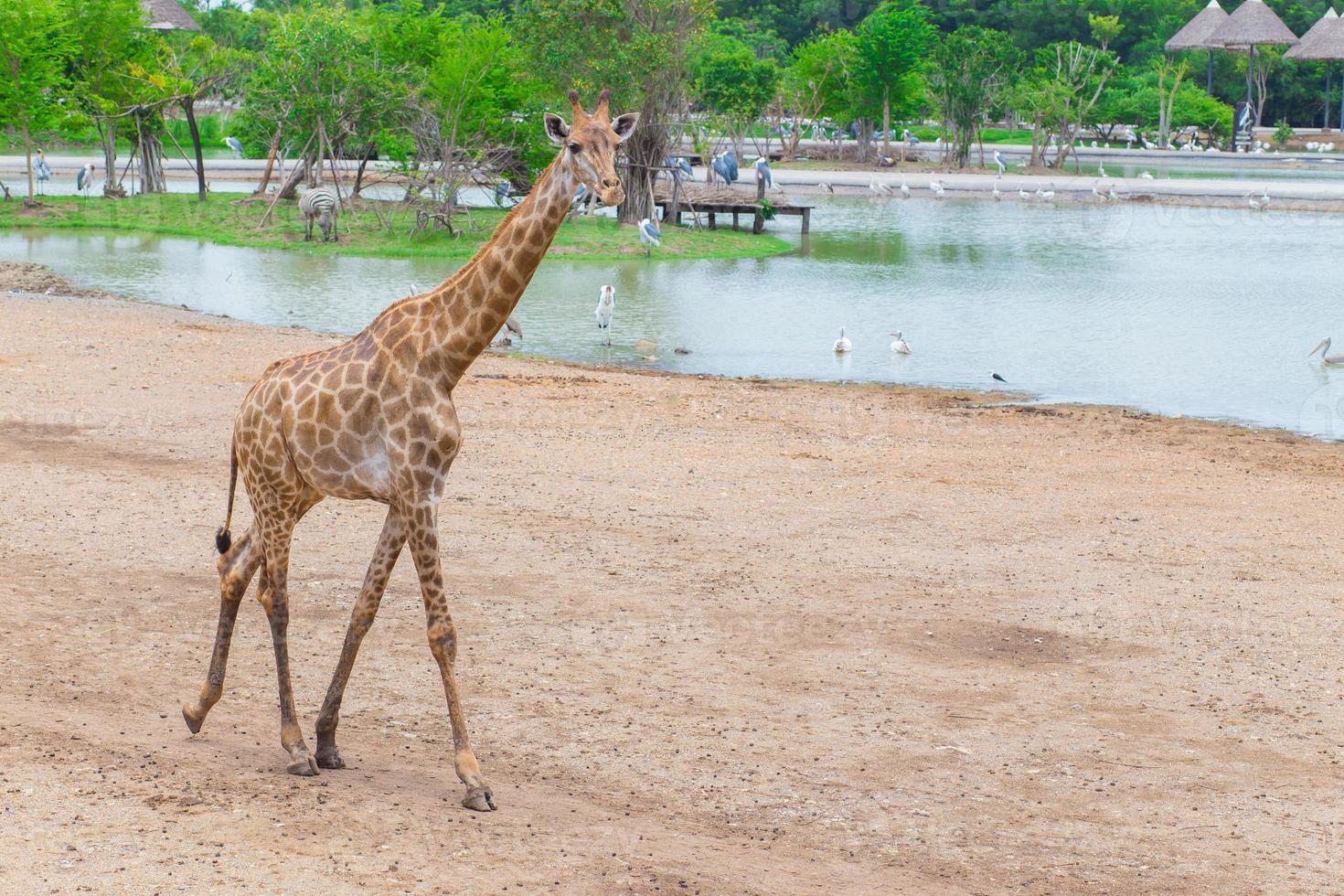 la giraffa è un mammifero africano foto