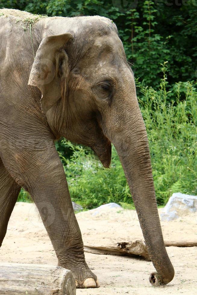 un elefante è un grande mammifero con una lunga proboscide che vive in uno zoo. foto