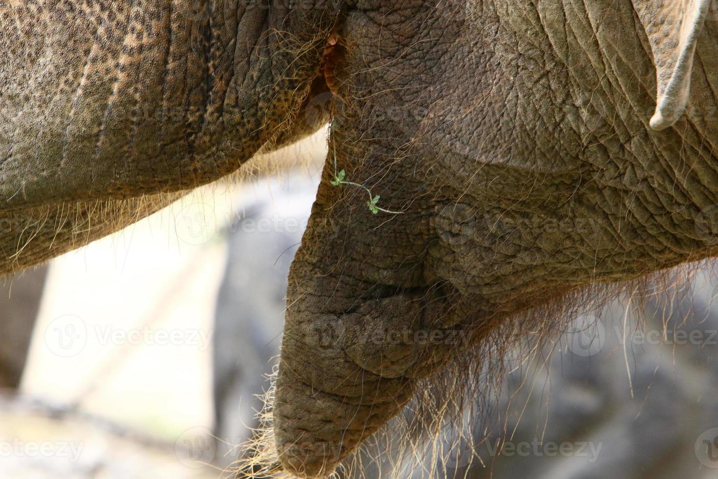 un elefante è un grande mammifero con una lunga proboscide che vive in uno zoo. foto