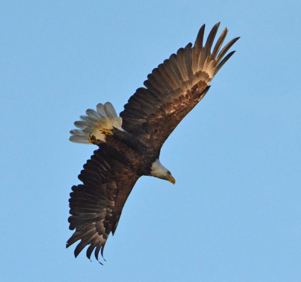 aquila calva americana al sole del mattino foto