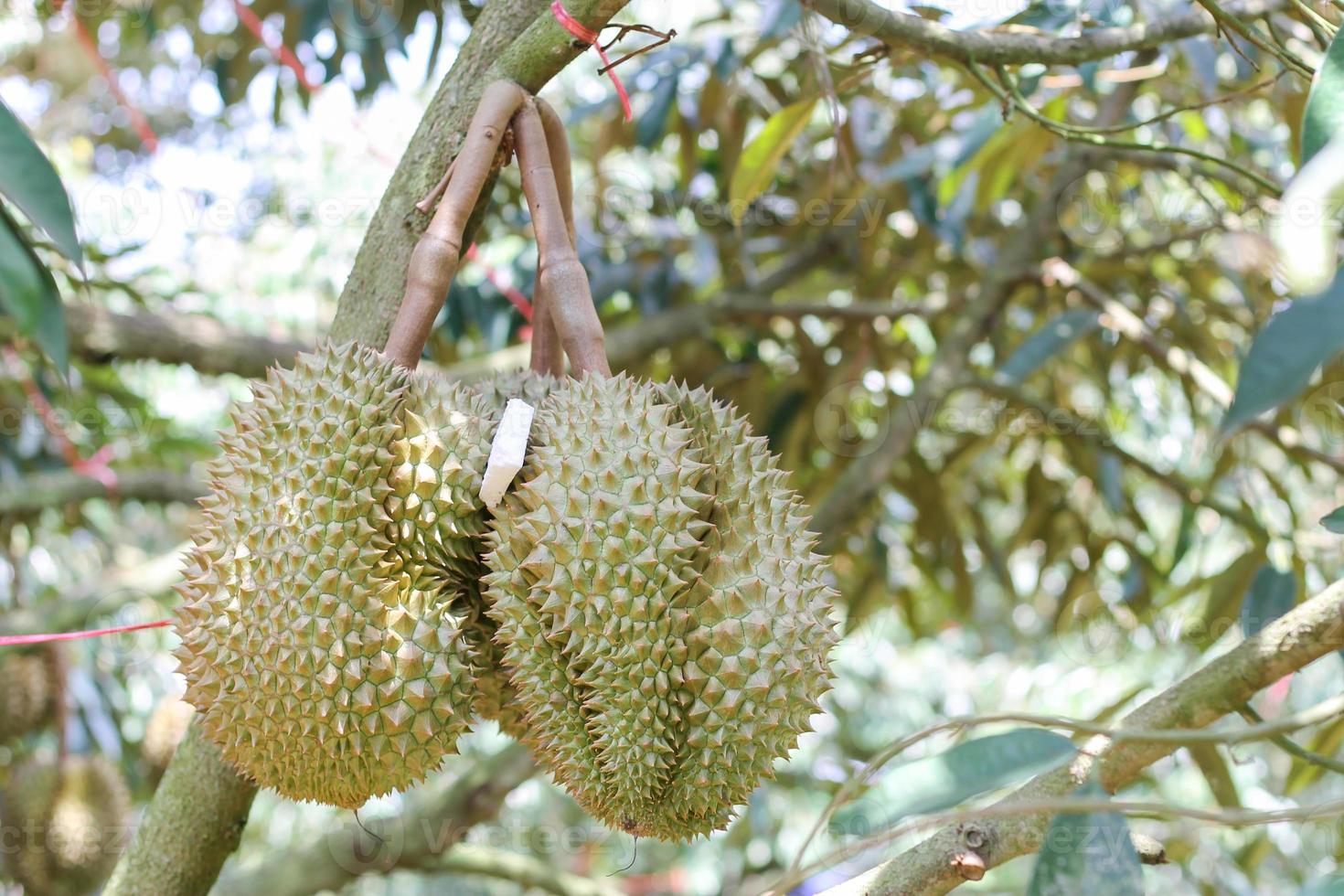 durian sull'albero di durian in un frutteto di durian biologico. foto