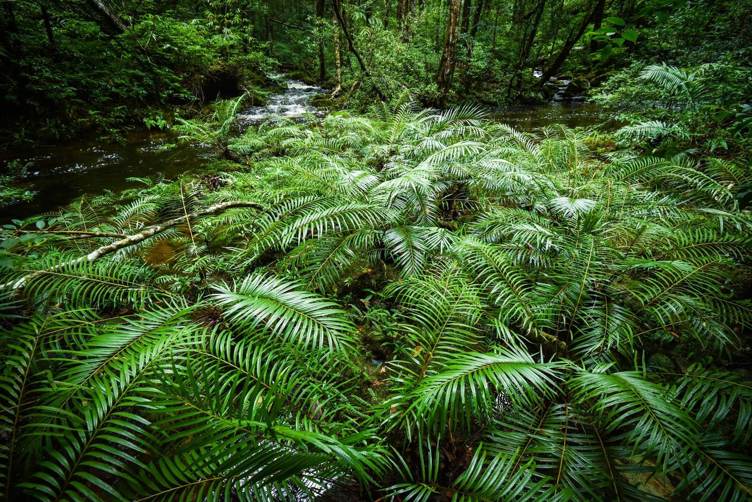 pianta tropicale felce foresta natura verde pianta foresta pluviale giungla tropicale felce albero con ruscello fiume foto