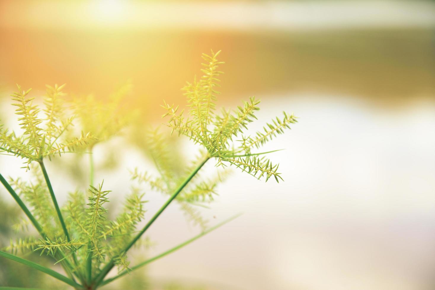 fiore erba autunno natura luce solare con filtro sull'erba fiore in estate con acqua sfocatura foto