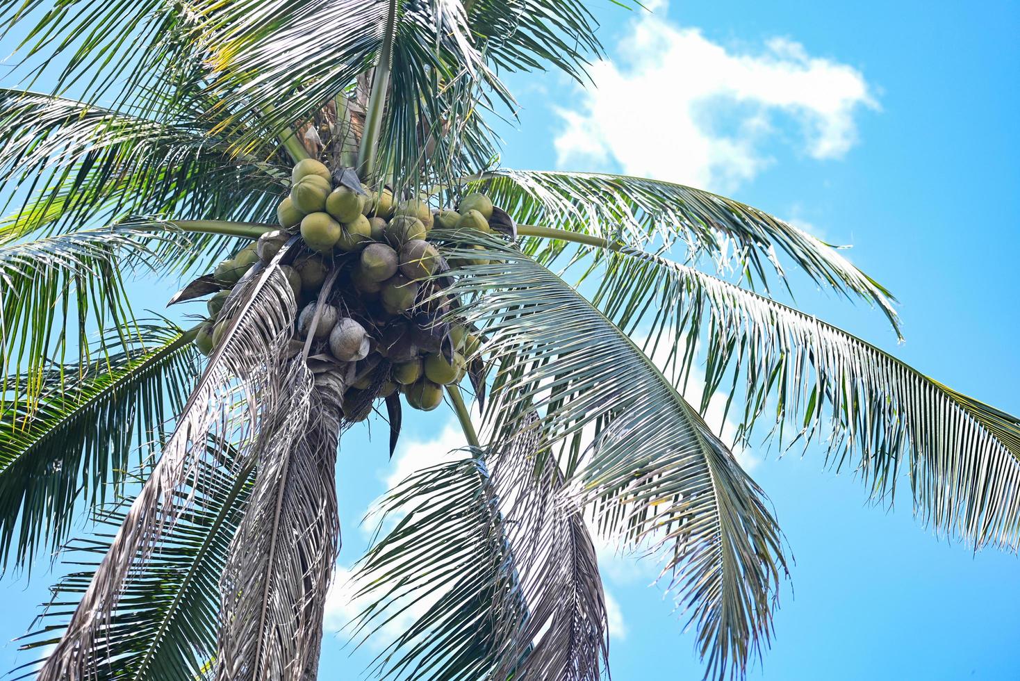 la frutta di cocco pende sull'albero di cocco in estate, palma da cocco foto