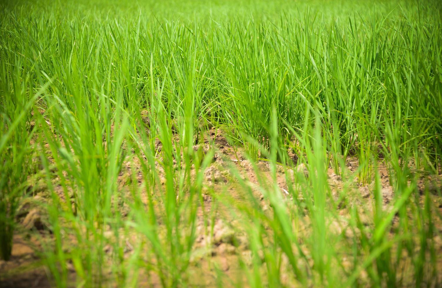 campo di riso verde arido incrinato terra asciutta durante la stagione secca nel campo di riso area agricola disastro naturale danneggiato l'agricoltura foto