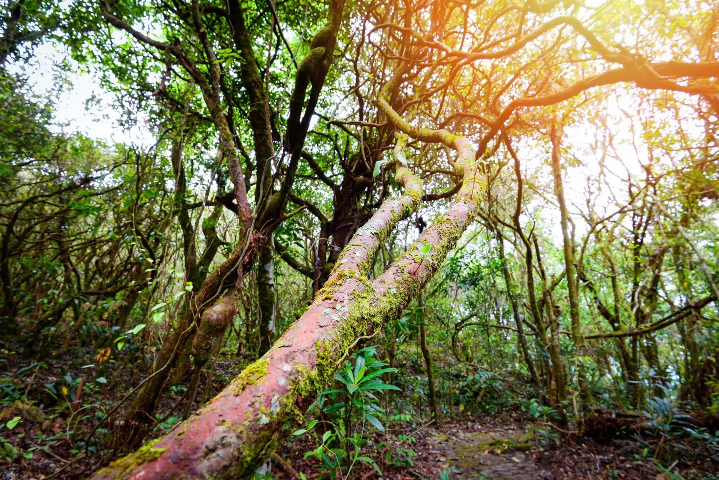 antica foresta vecchia con piante verdi e albero di edera legno di vite giungla foto