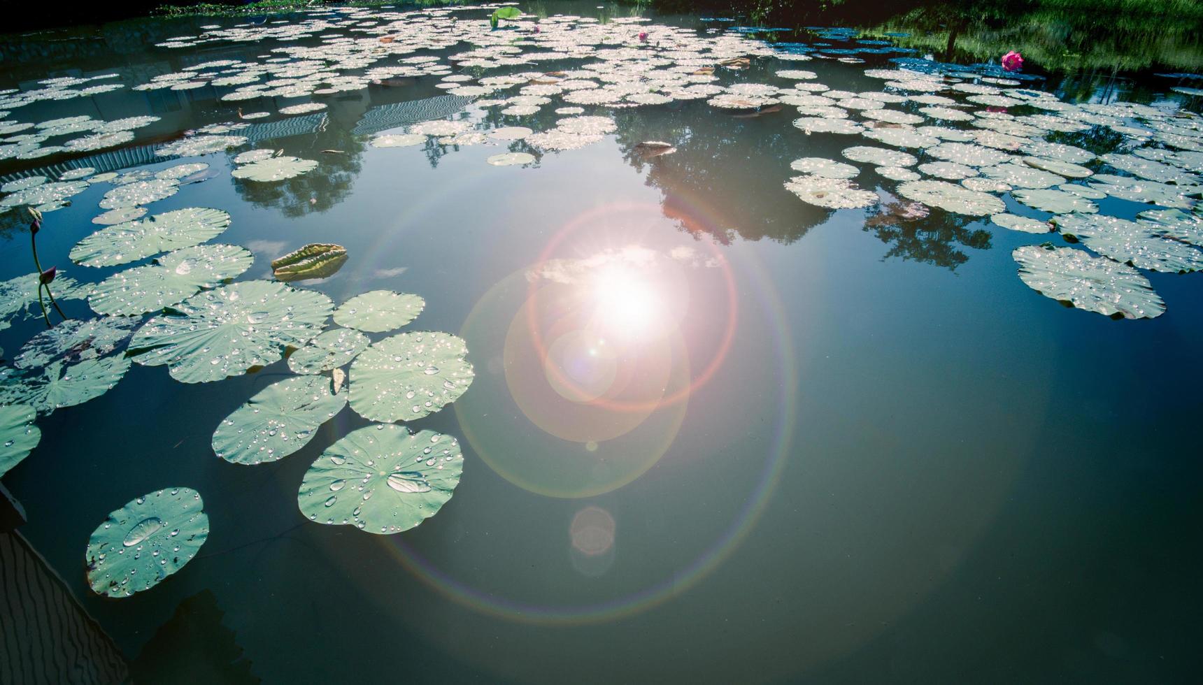 stagno di loto nel moning con alba e luce sulla superficie dell'acqua foglia di ninfea foto