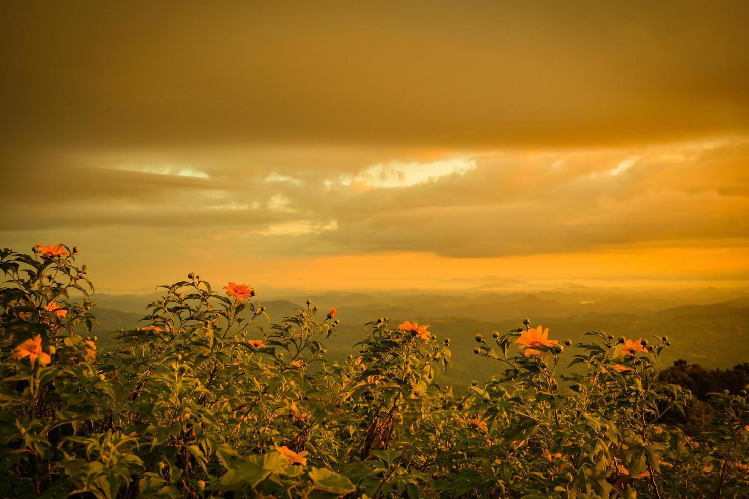 paesaggio del campo di fiori di calendula albero sulla collina di montagna con l'alba al mattino cielo giallo foto