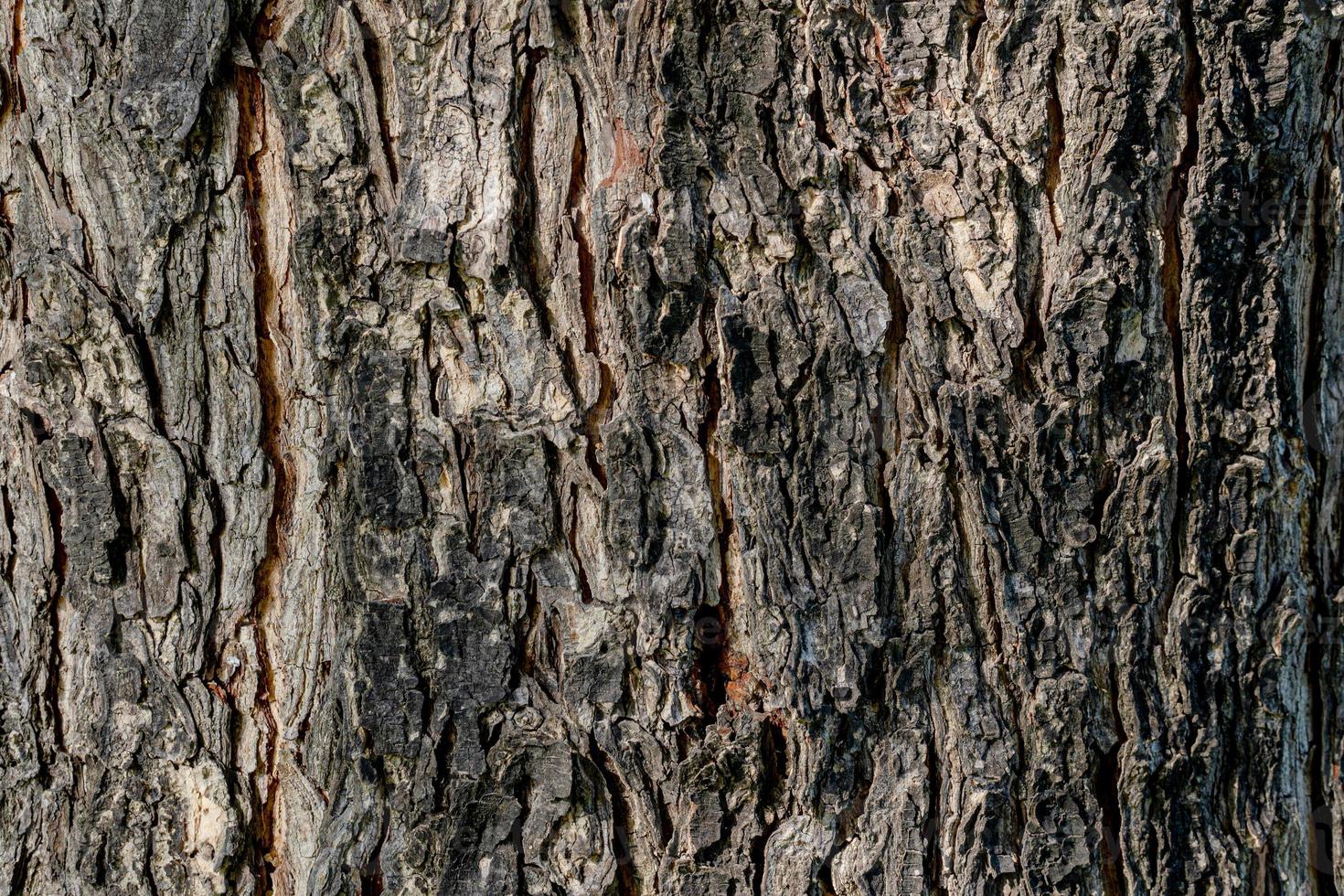 consistenza naturale della corteccia d'albero foto