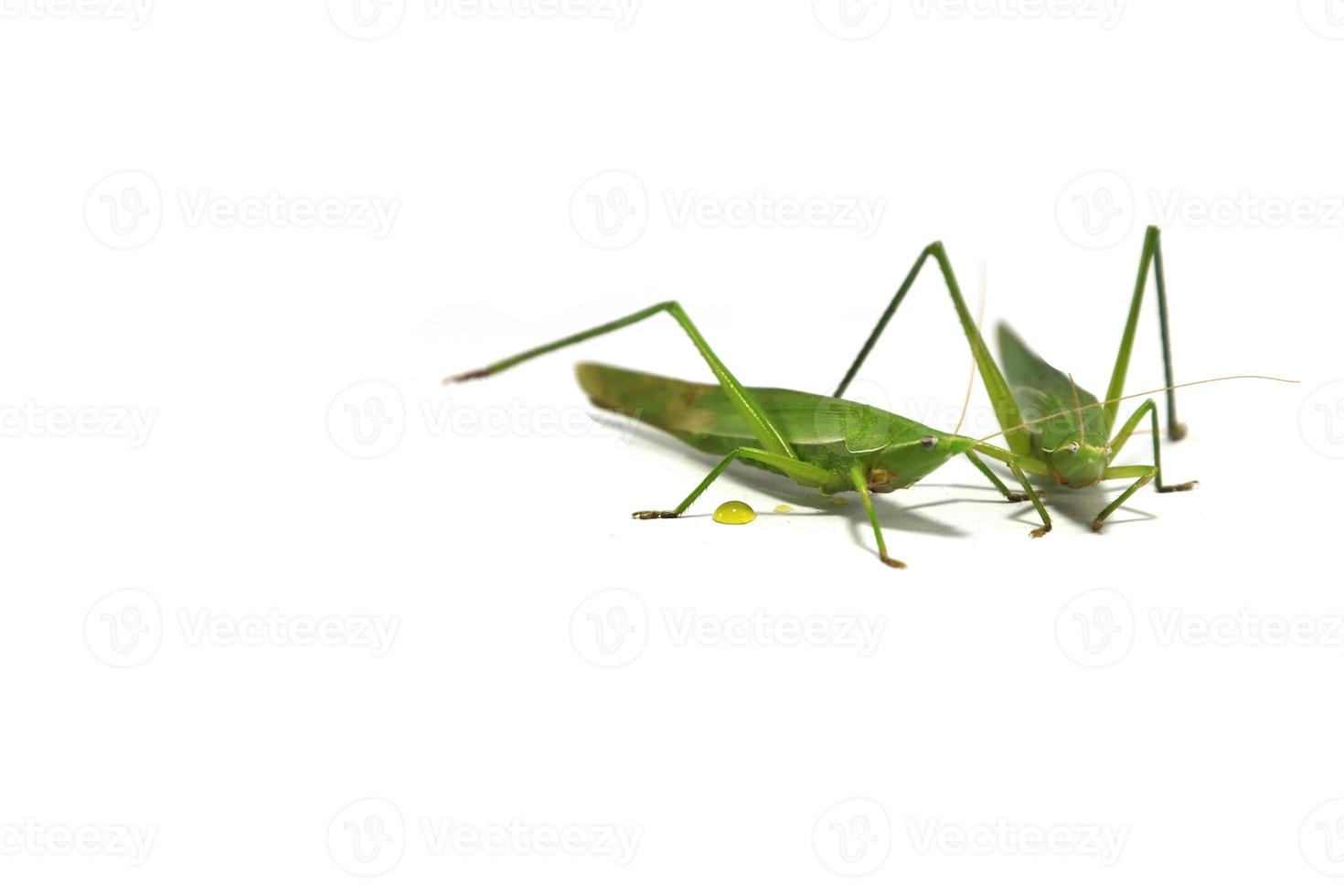 la cavalletta verde è un parassita devastante, mangia verdure e prodotti agricoli dei giardinieri su uno sfondo bianco e si nutre di piccoli insetti. foto