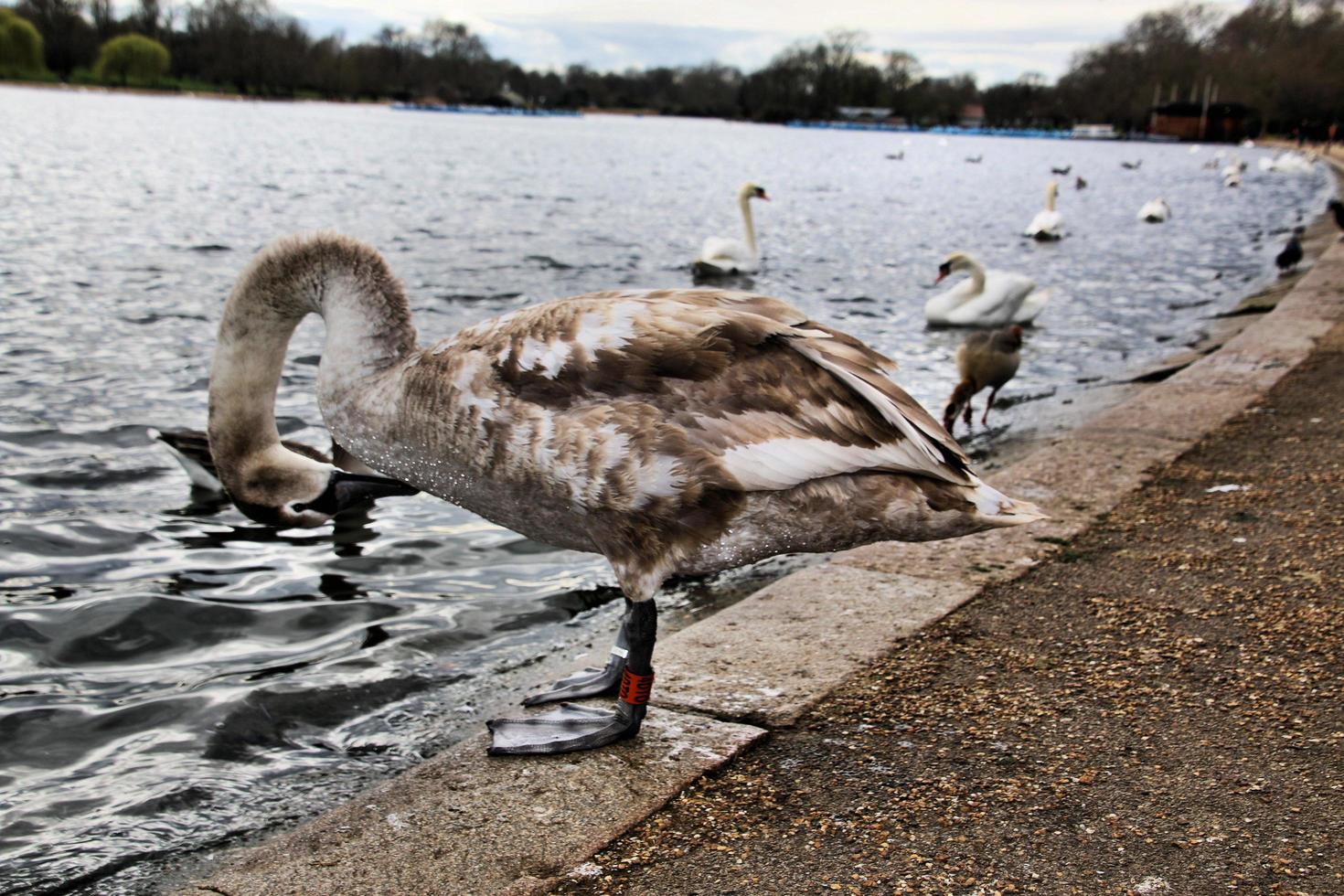 un primo piano di un cigno reale a londra foto