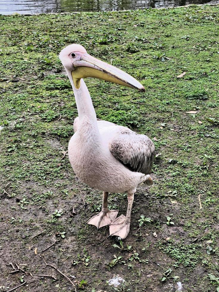 un primo piano di un pellicano a londra foto