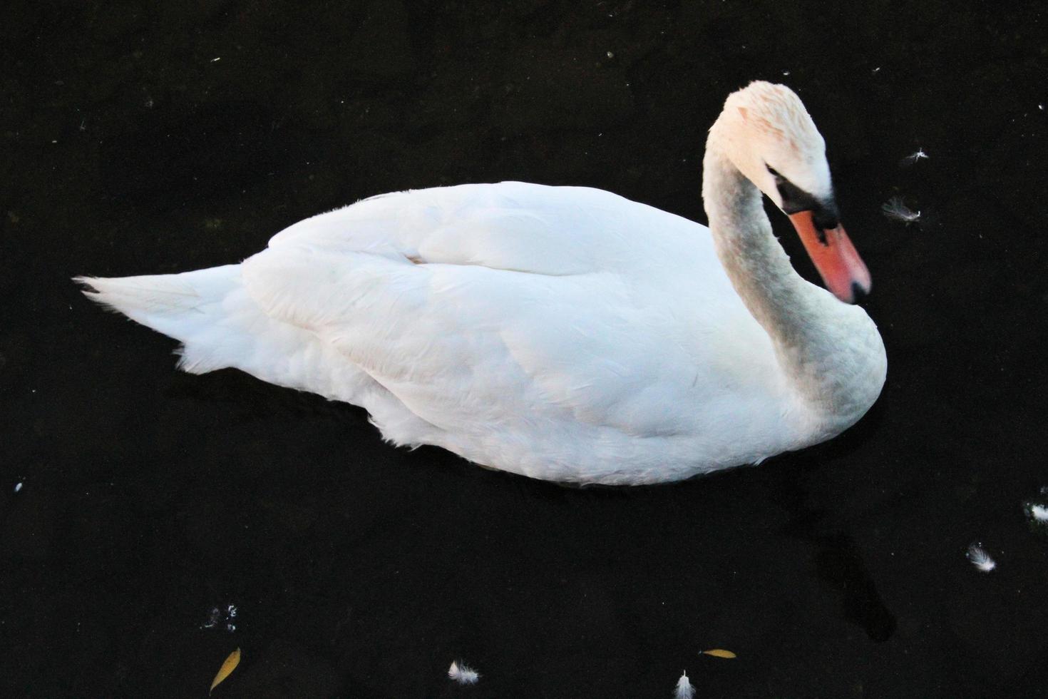 una vista di un cigno sull'acqua a ellesmere foto