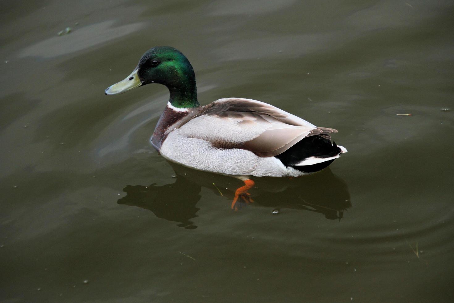 una vista di un germano reale al lago nantwich foto