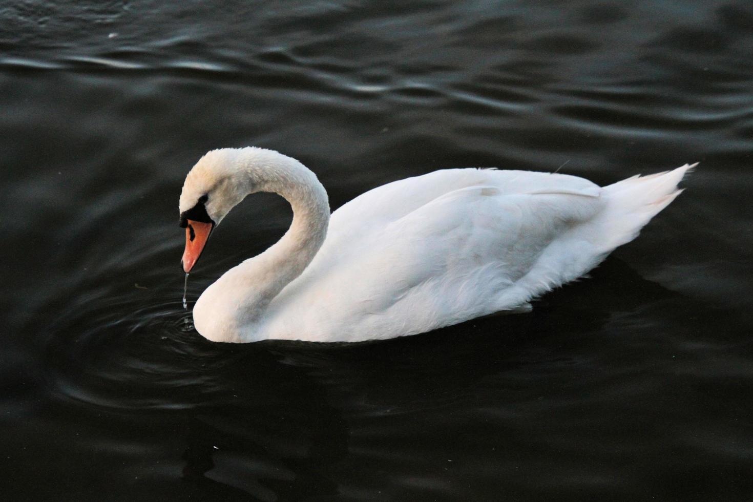 una vista di un cigno sull'acqua a ellesmere foto