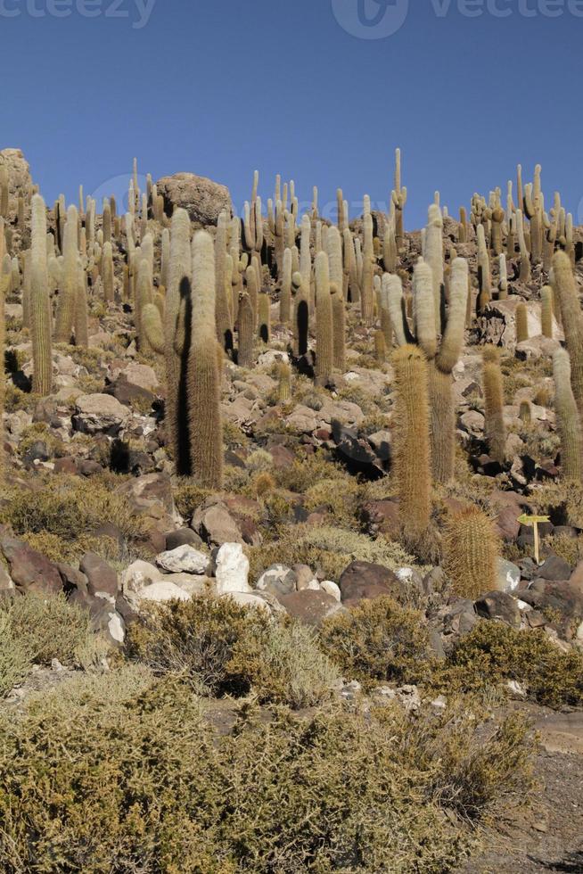 la famosa isola dei cactus nelle saline di uyuni in bolivia foto