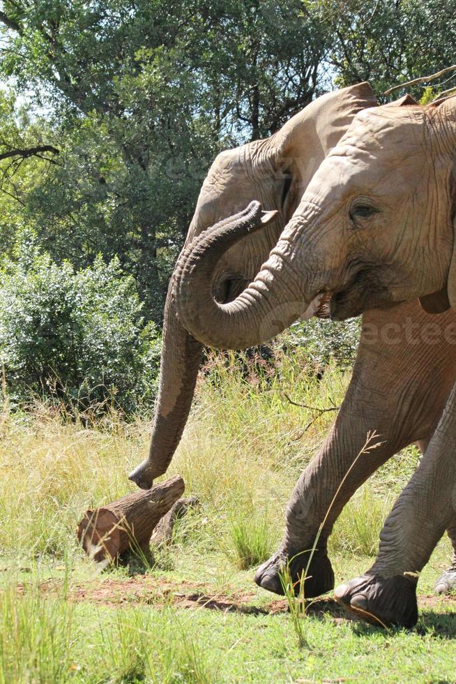 giovane elefante accanto a sua madre nel parco nazionale sudafricano foto