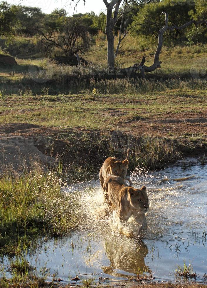 due giovani leoni che corrono attraverso le acque poco profonde di uno stagno in una riserva faunistica sudafricana foto