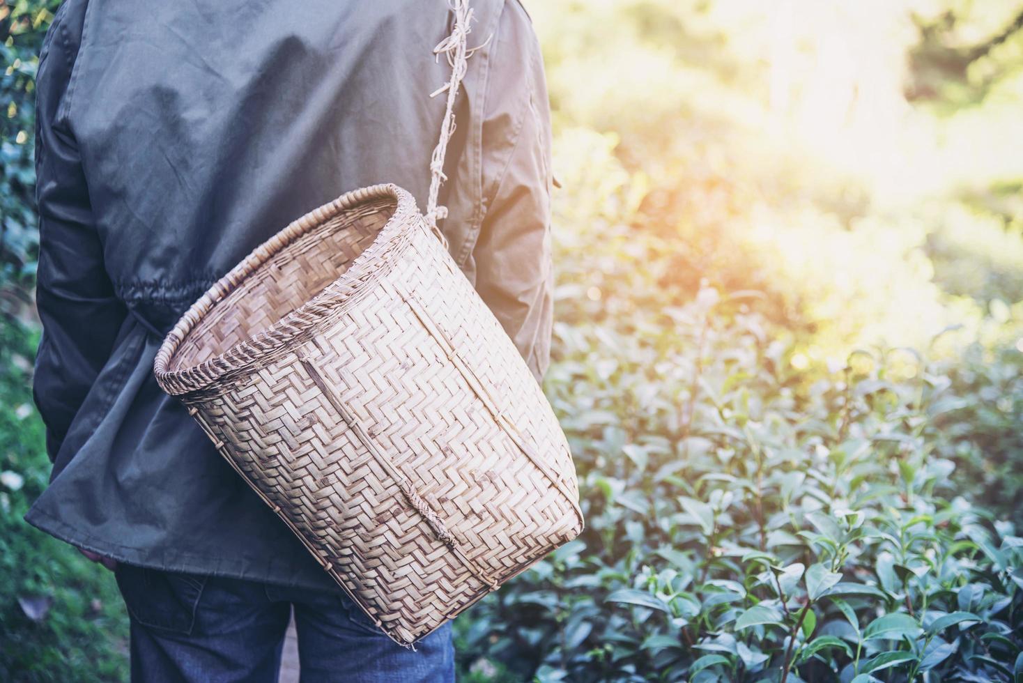 raccolto dell'uomo - raccogliere le foglie di tè verde fresche nel campo di tè dell'altopiano a chiang mai thailandia - la popolazione locale con l'agricoltura nel concetto di natura dell'altopiano foto