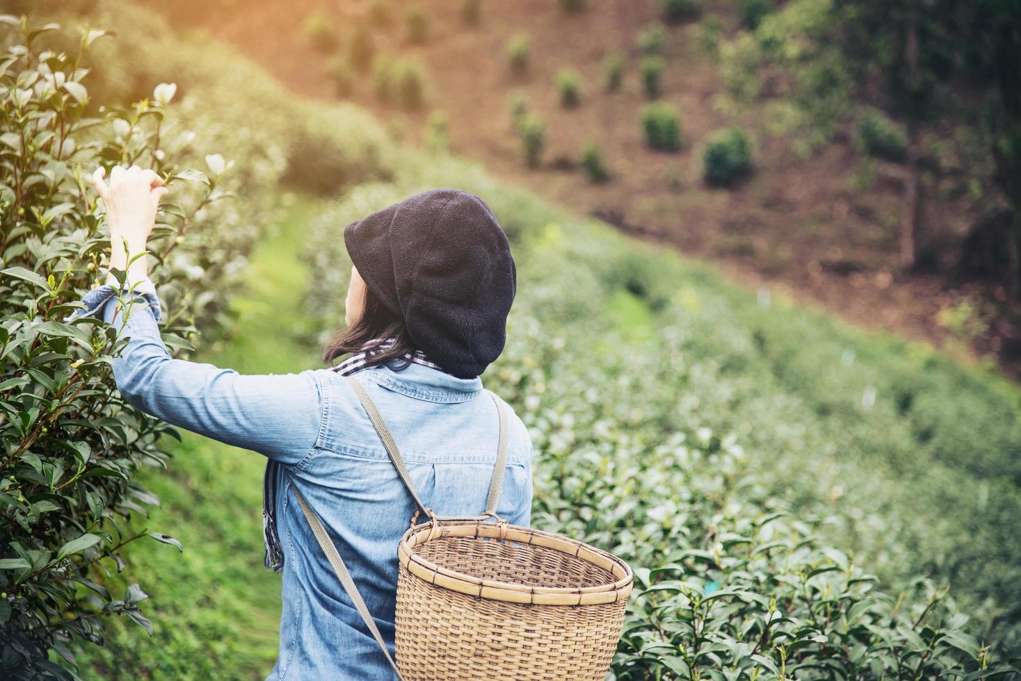 raccolto della donna - raccogliere le foglie di tè verde fresche nel campo del tè dell'altopiano a chiang mai thailandia - la gente locale con l'agricoltura nel concetto di natura dell'altopiano foto