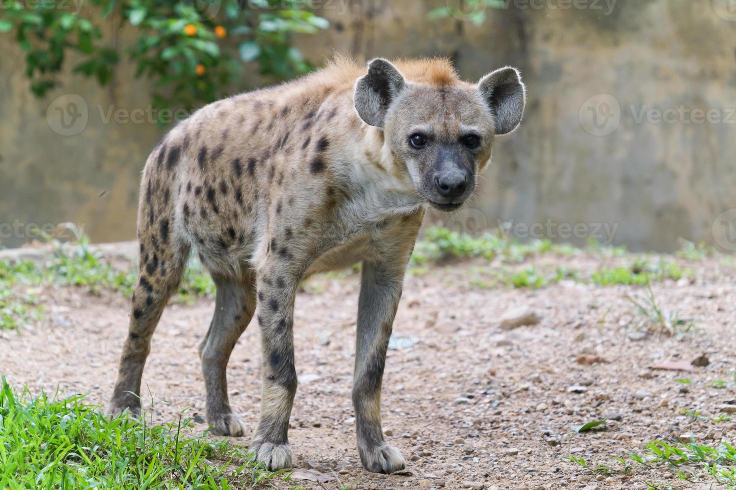 la iena maculata allo zoo foto