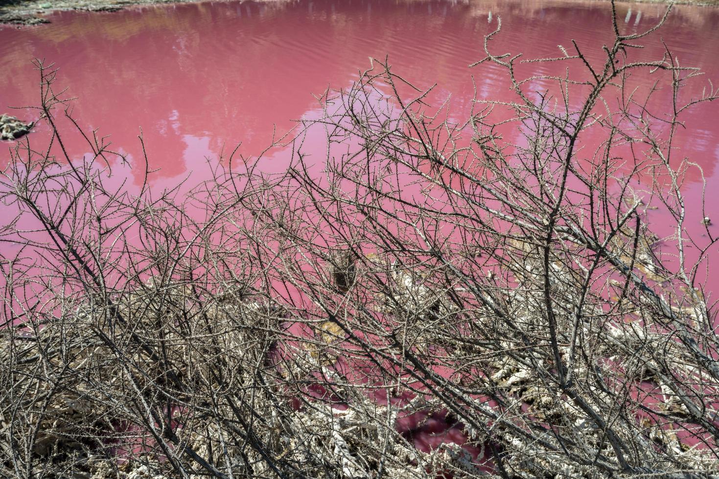 l'albero morto con il lago rosa di acqua salata sullo sfondo, melbourne, australia. foto