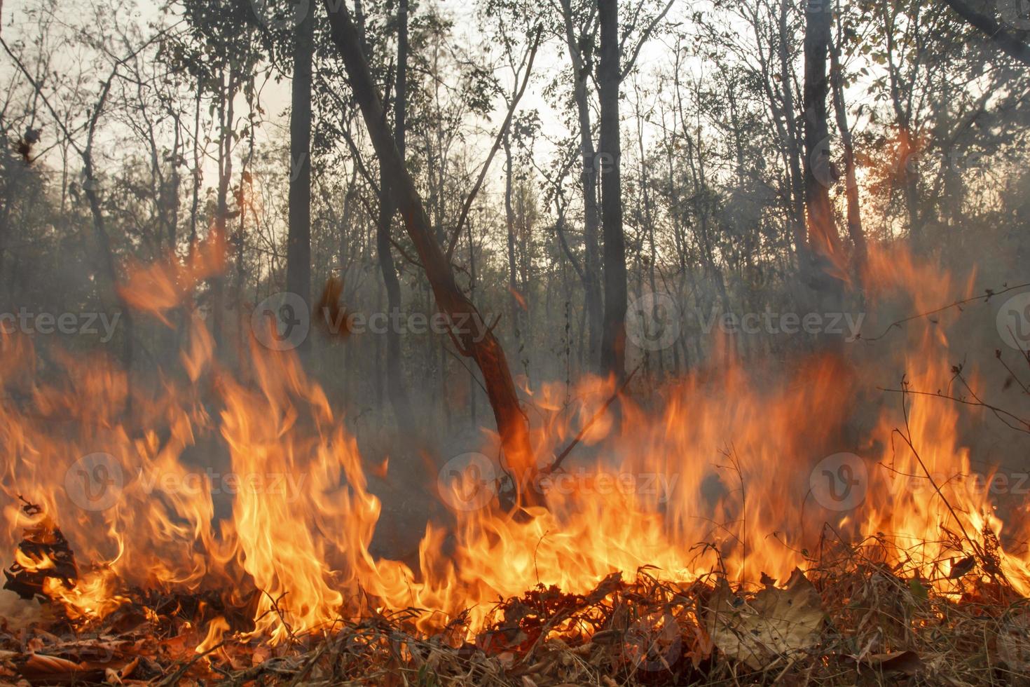 distrutto bruciando la foresta tropicale, la Tailandia foto