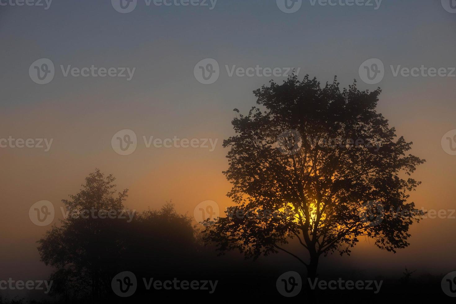 un pittoresco paesaggio autunnale, un albero solitario sullo sfondo di un'alba nebbiosa, sulla sponda del fiume. foto