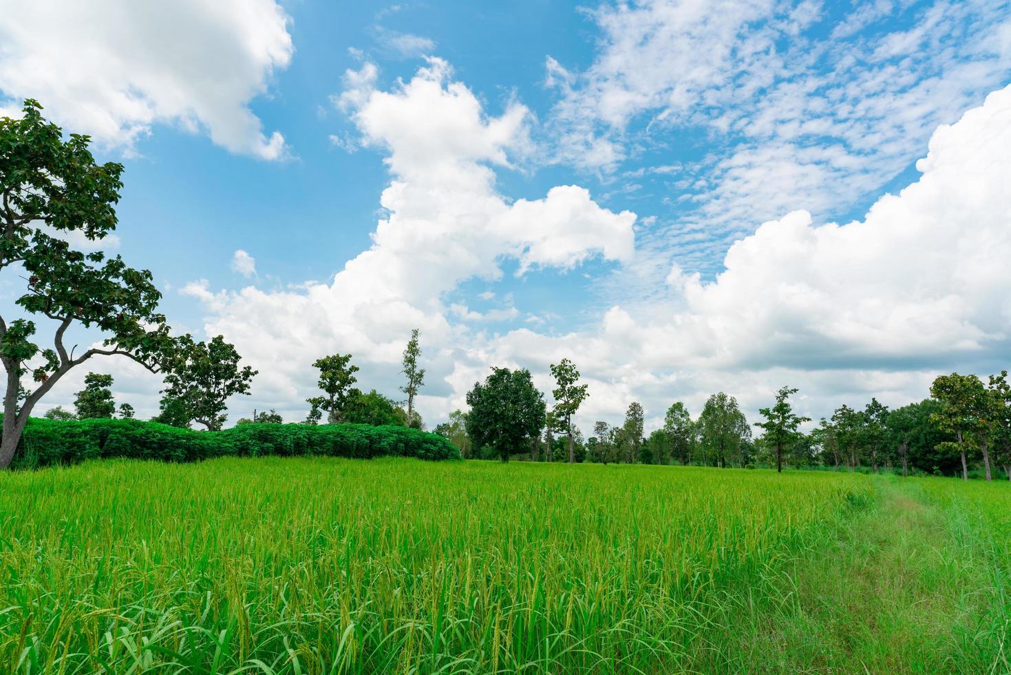 paesaggio verde campo di riso e piantagione di manioca. risaia con cielo blu e nuvole. terreno agricolo in vendita. terreno agricolo. piantagione di riso. risaia biologica. concetto di credito di carbonio. area rurale. foto