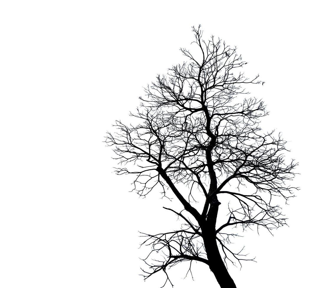 albero senza foglie isolato su sfondo bianco. sagoma albero nudo isolato su sfondo bianco. foto
