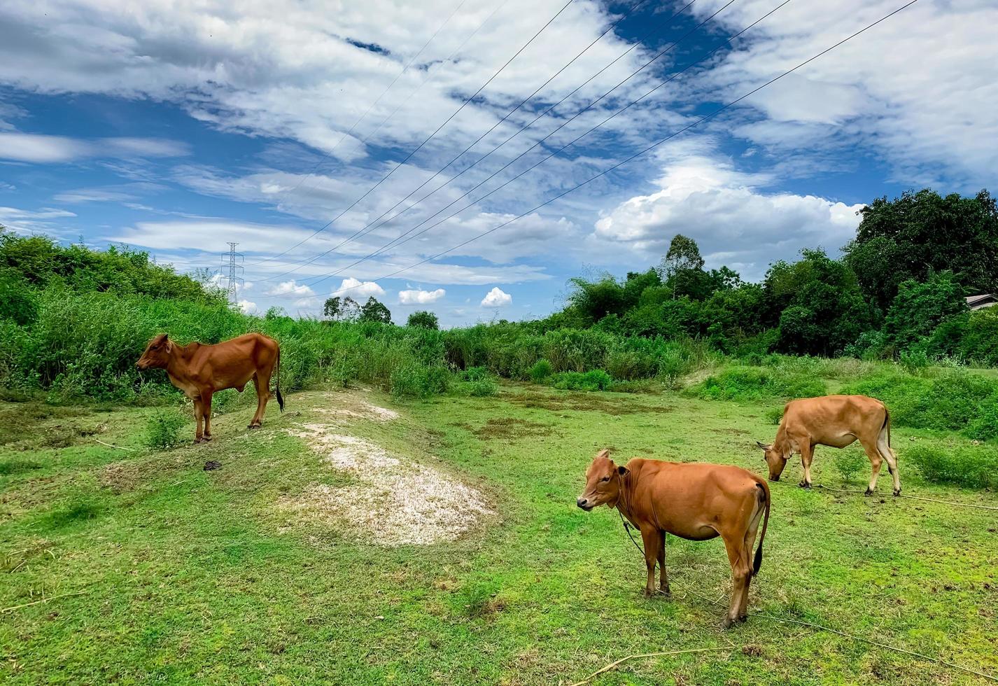 mandria di mucche al pascolo di erba verde nel prato. mucca marrone al pascolo. allevamento di bovini da carne bovina. bestiame. pilone elettrico ad alta tensione attraverso il campo della fattoria degli animali. paesaggio di prato in campagna. mucca tailandese. foto