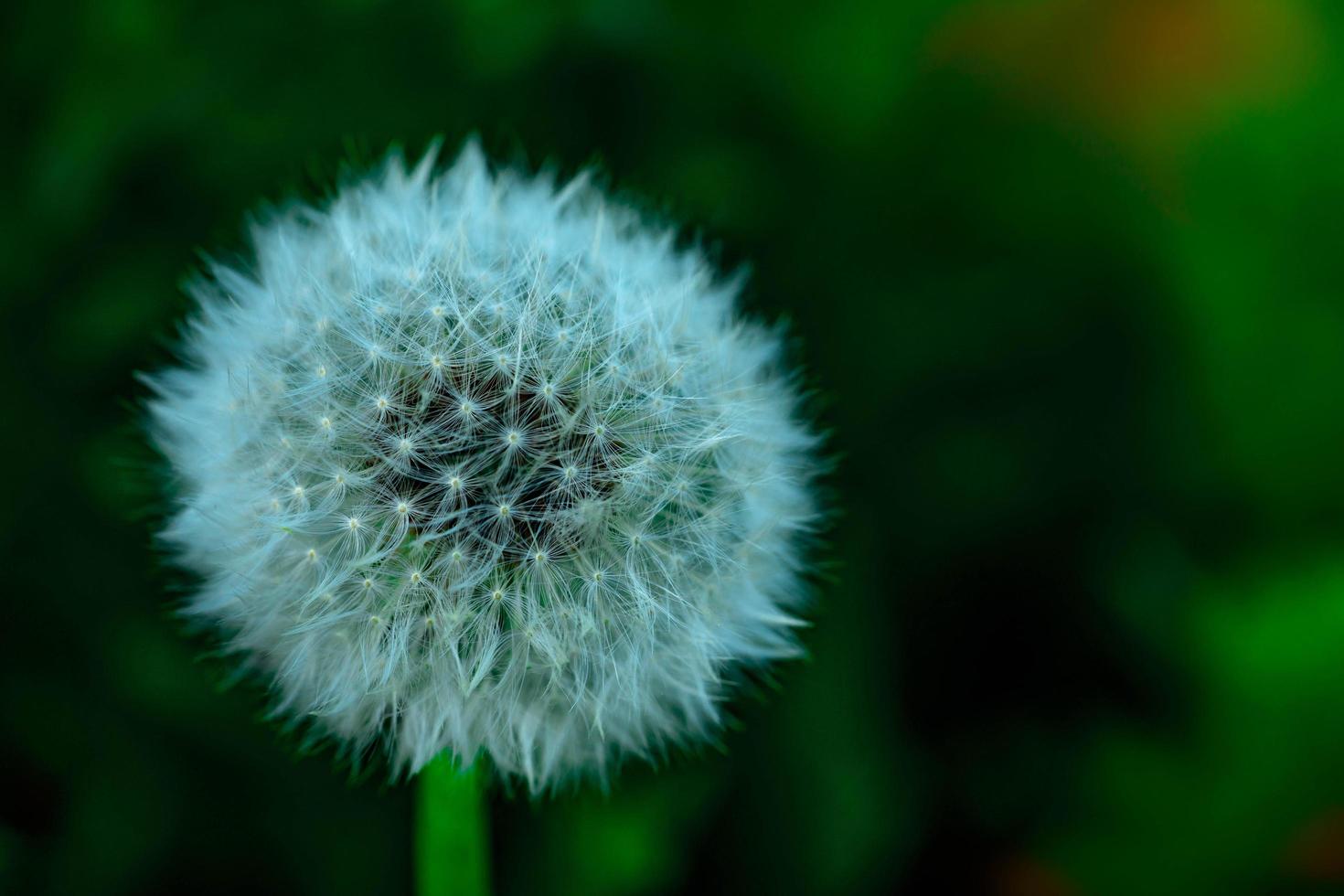 fiore di tarassaco su sfondo verde bokeh foto