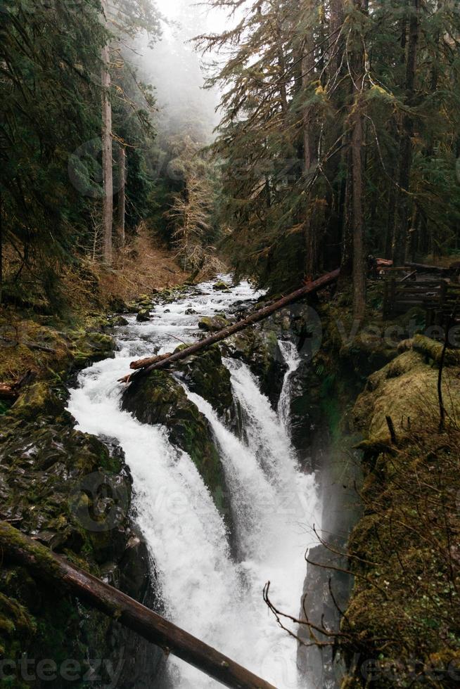 vapore nella foresta foto