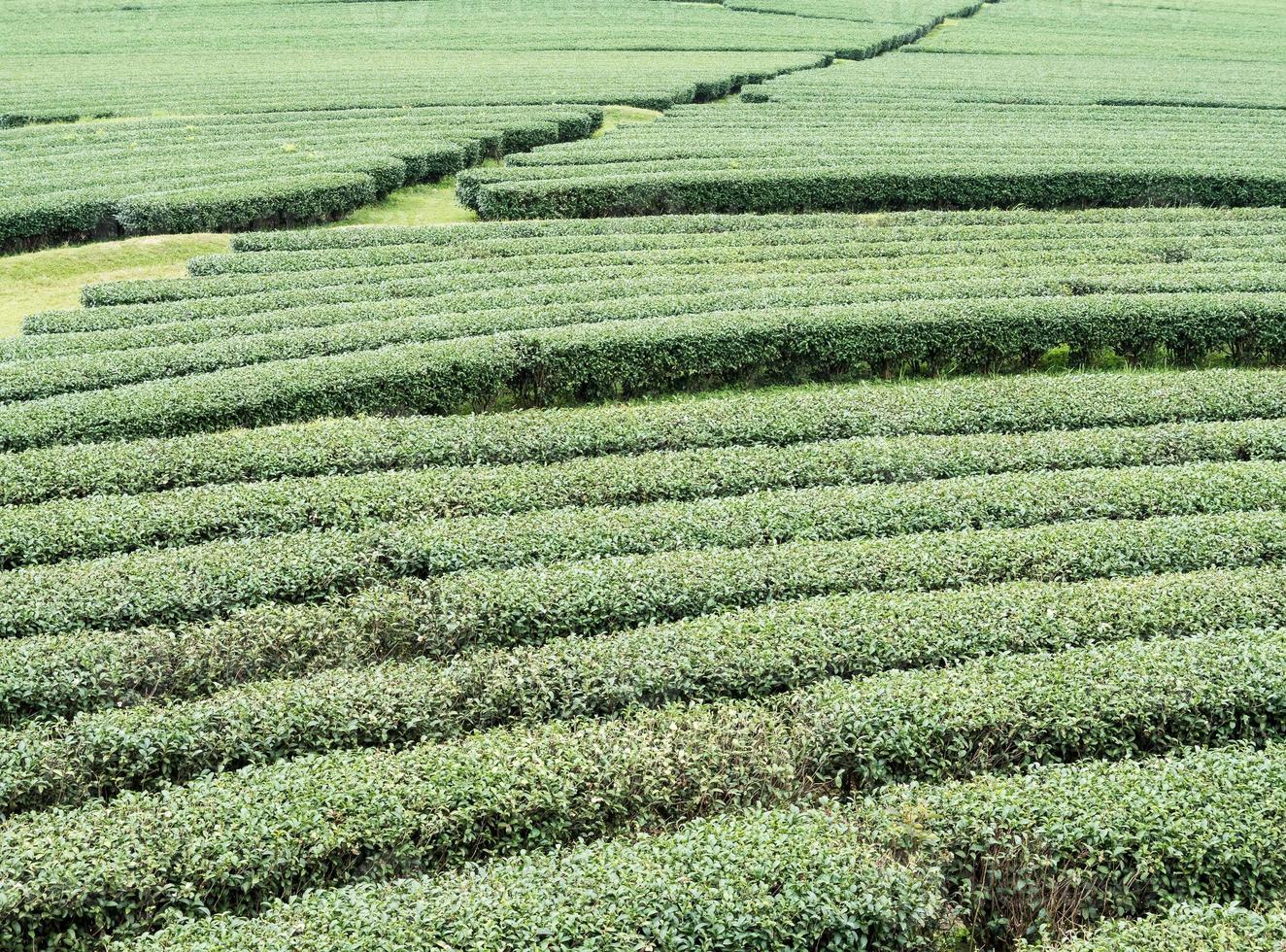 file di tè biologico sulla collina del pendio. foto