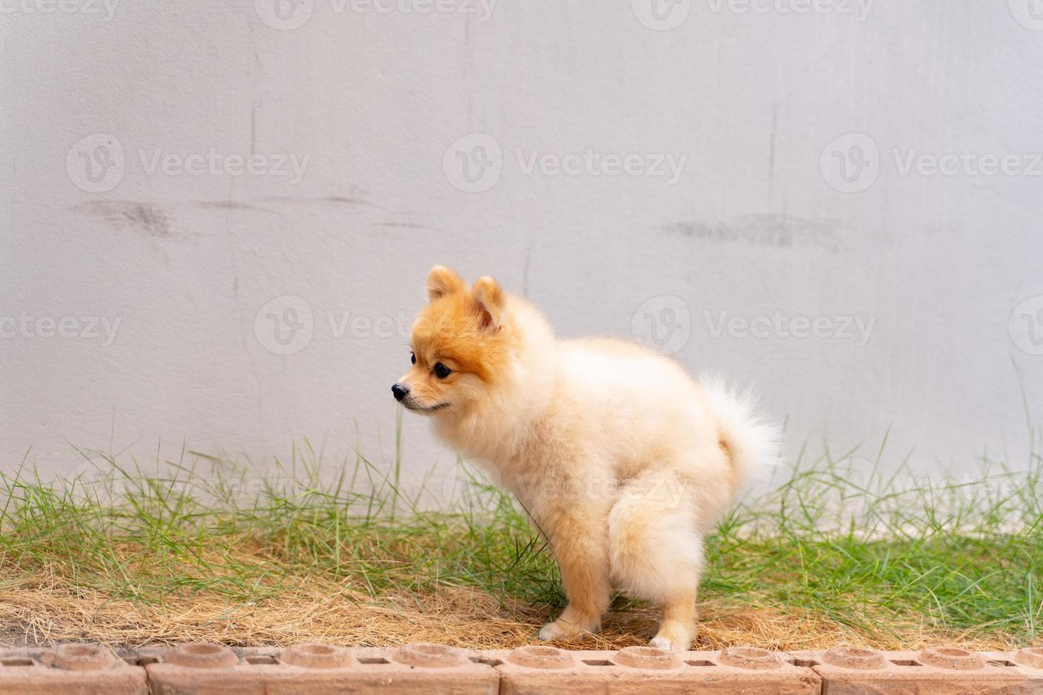 carino piccolo cane pomerania che fa la cacca fuori dall'area preparata. cane terrier che caga nel parco con il campo in erba, cane defeca nel giardino foto