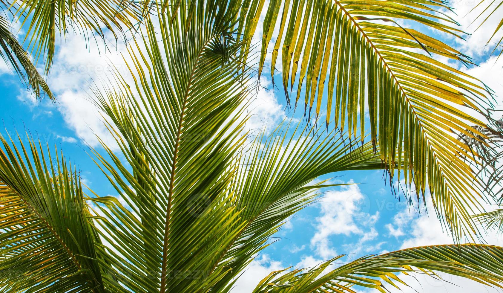 foglie di palma su sfondo blu cielo foto