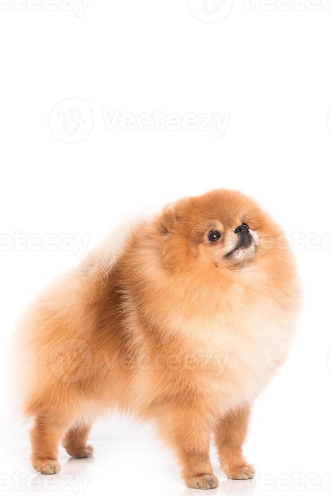 simpatico spitz di Pomerania foto