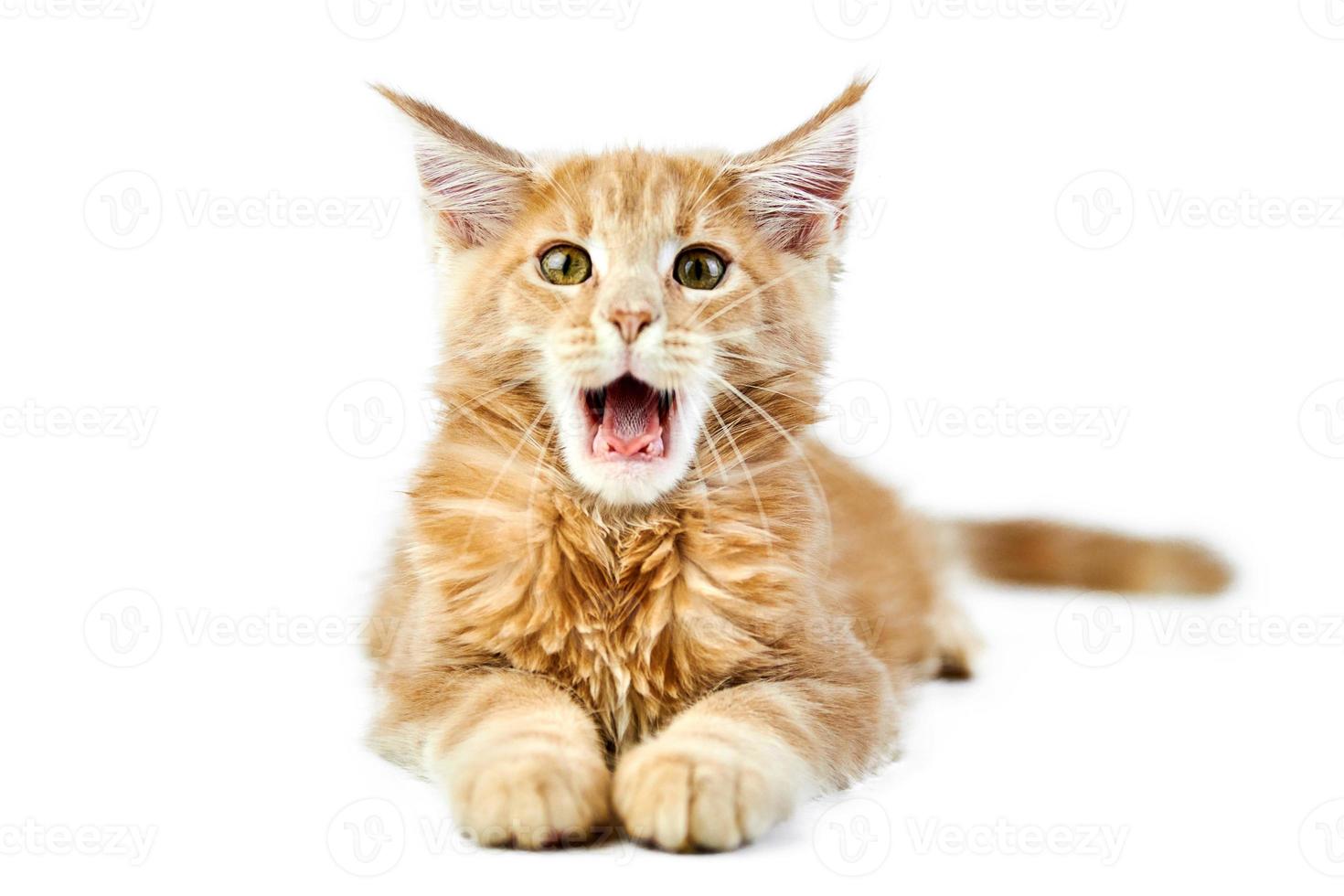 gattino miagolante maine coon, isolato foto